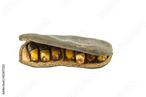 Close up seeds tree(Afzelia xylocarpa) isolated on white background.Saved with clipping path