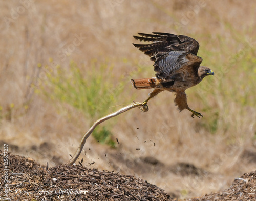 Canvas Print Redtail Hawk with gopher snake in talon
