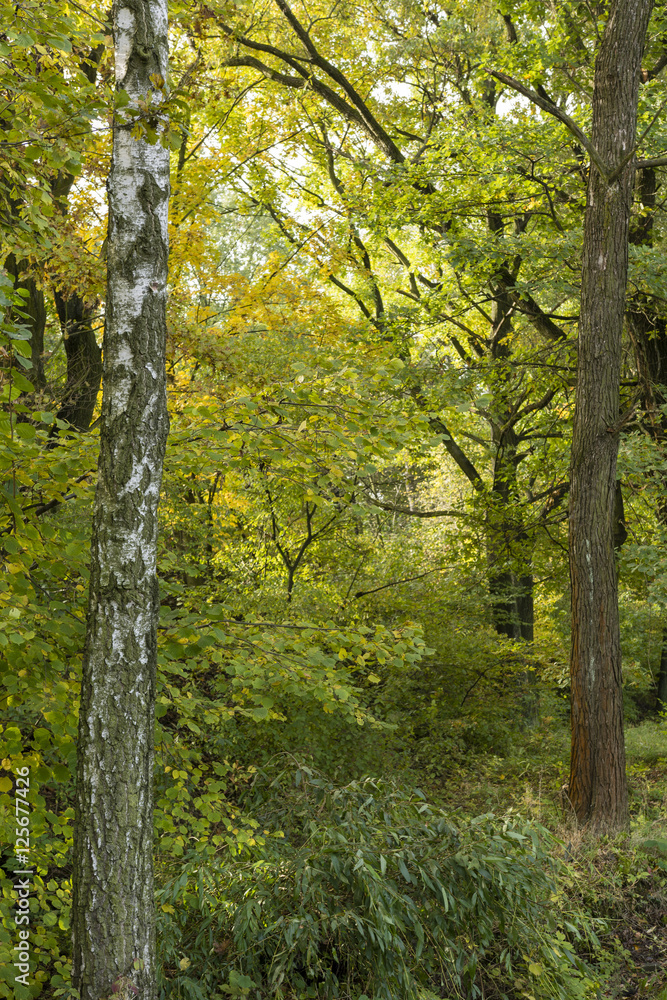 Fototapeta premium Part of the forest with birch and oak in the background.