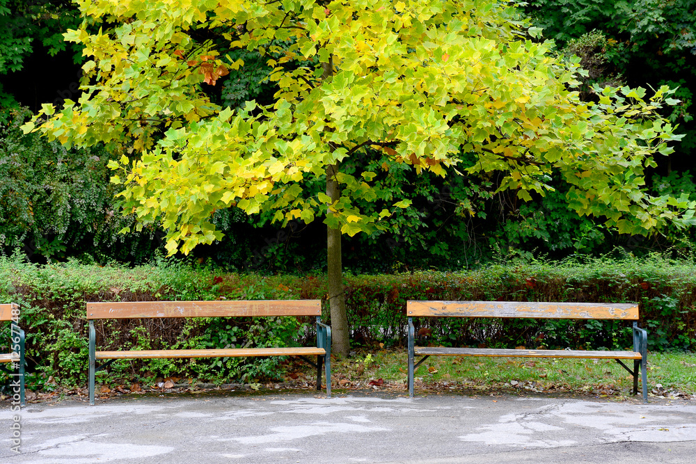 Parkbänke vor leuchtend gelbem Baum im Herbst Parkbänke vor leuchtend gelbem Baum im Herbst