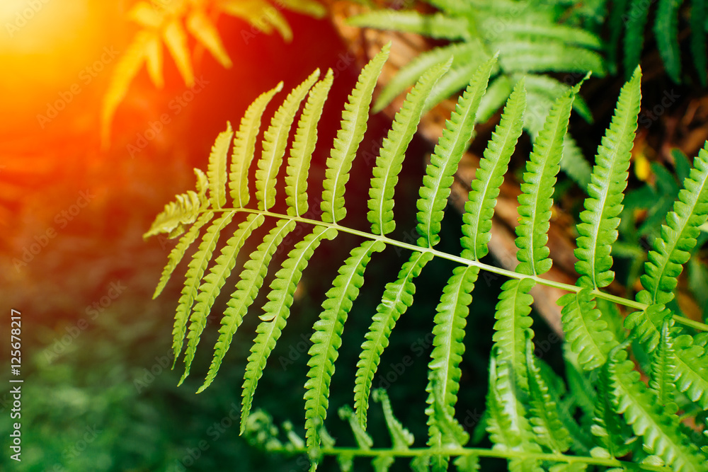 nature green fern with sun light