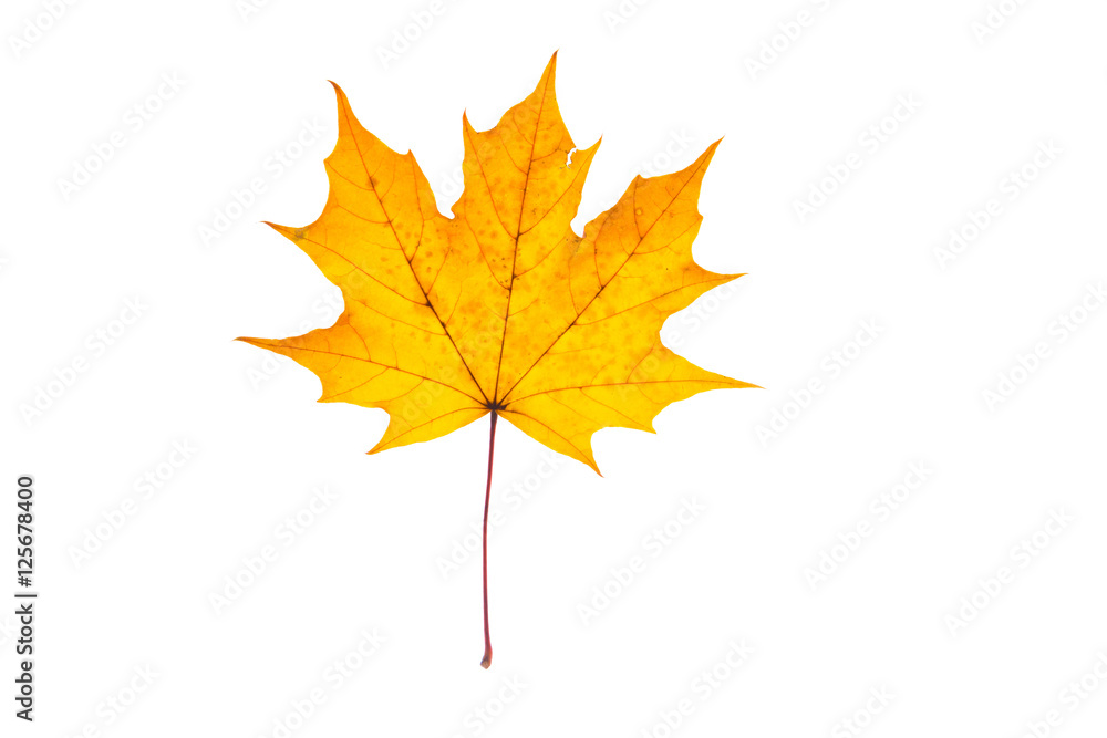 Beautiful, soft, colorful and fresh autumn maple leaf on the white background. Beautiful, soft, colorful and fresh autumn maple leaf on the white background.