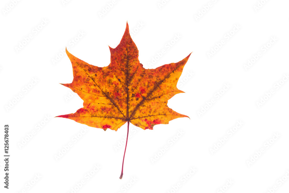 Fototapeta premium Beautiful, soft, colorful and fresh autumn maple leaf on the white background.