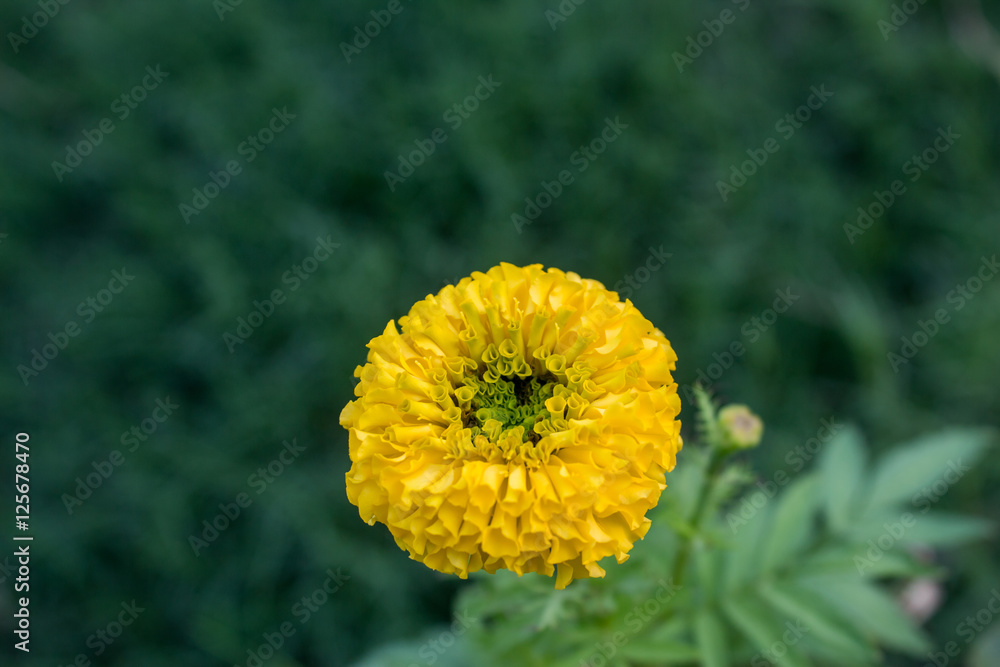 Obraz premium french marigolds flower