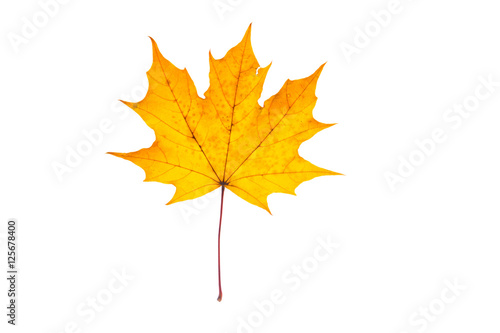 Beautiful  soft  colorful and fresh autumn maple leaf on the white background.