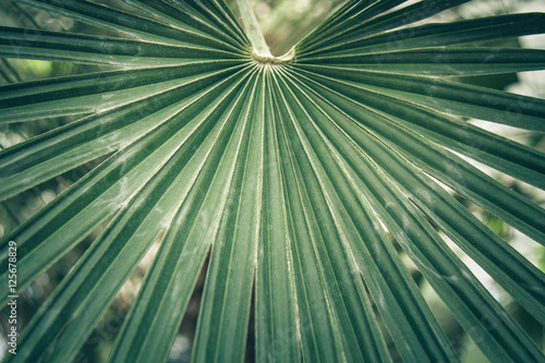 Fan leaf of a sabal palm, cabbage palmetto. photo