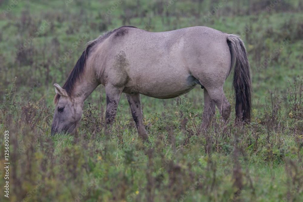 Fototapeta premium Koniks in der Geltinger Birk, Wildpferde im Naturschutzgebiet