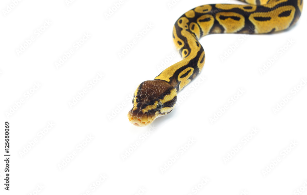 Obraz premium ball python on white background