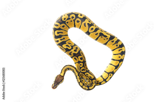 ball python on white background © marine0014
