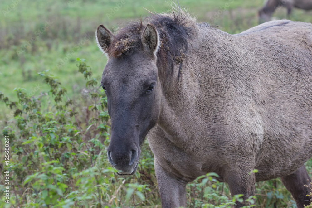 Wildpferde in der Geltinger Birk, Koniks