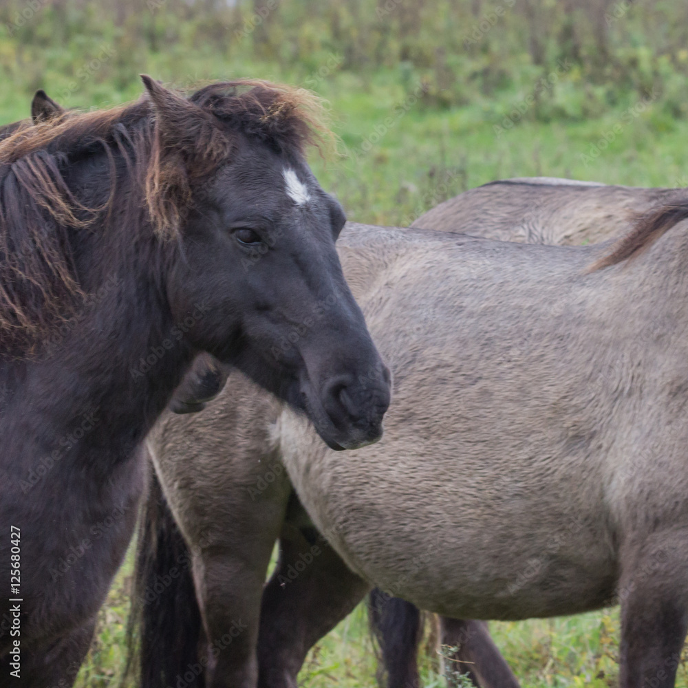 Wildpferde in der Geltinger Birk, Koniks Wildpferde in der Geltinger Birk, Koniks
