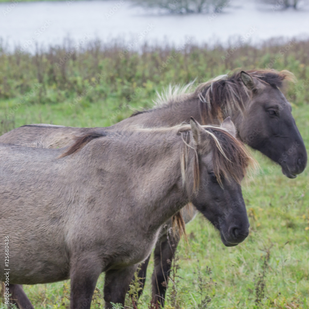 Wildpferde in der Geltinger Birk, Koniks Wildpferde in der Geltinger Birk, Koniks