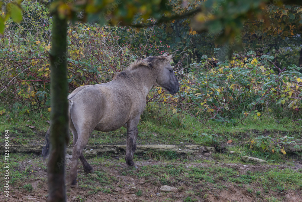 Wildpferde in der Geltinger Birk, Koniks Wildpferde in der Geltinger Birk, Koniks