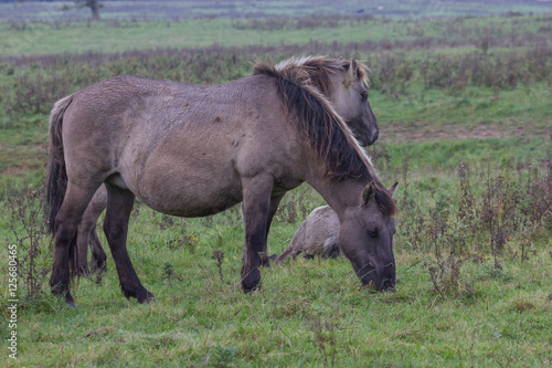 Wildpferde in der Geltinger Birk  Koniks