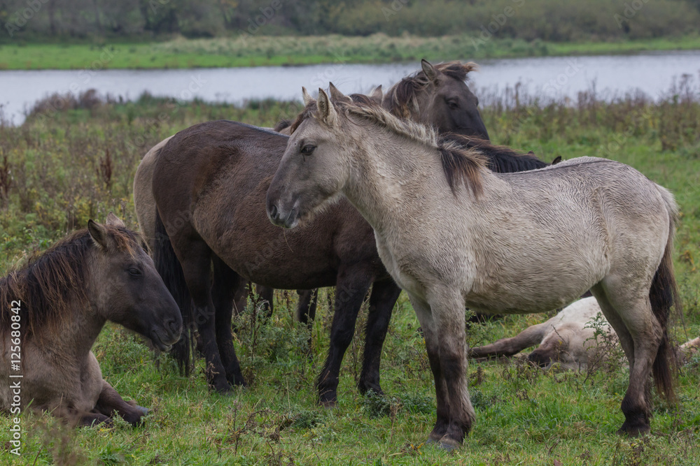 Wildpferde in der Geltinger Birk, Koniks Wildpferde in der Geltinger Birk, Koniks
