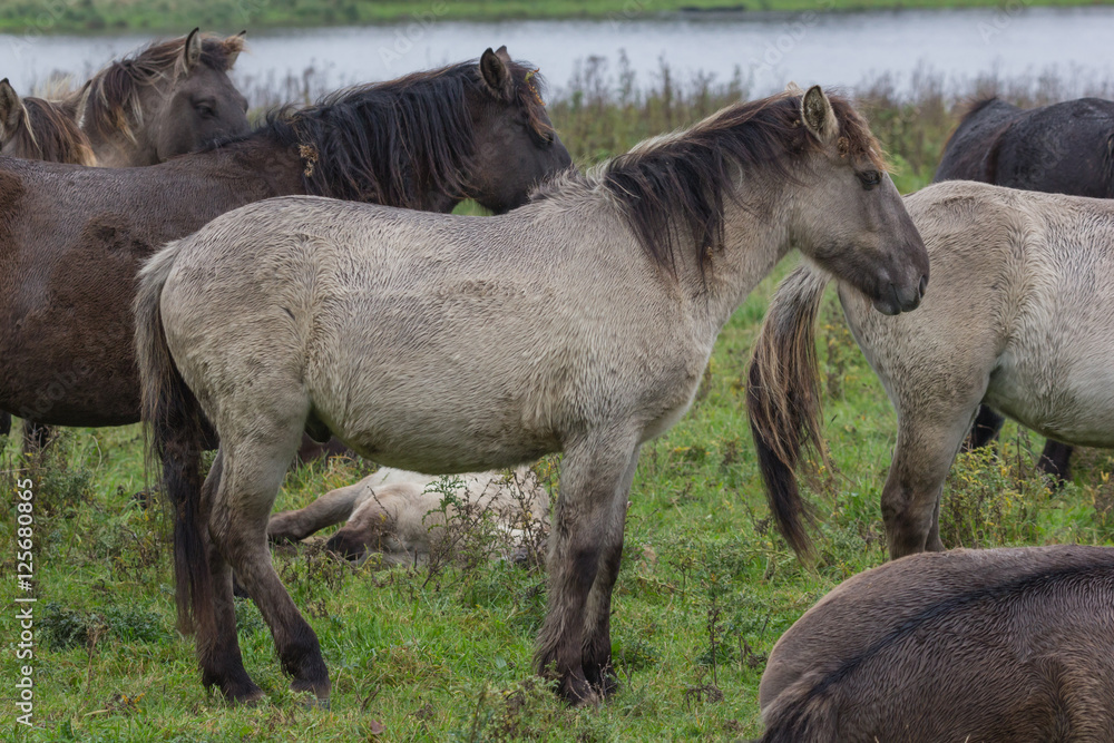 Wildpferde in der Geltinger Birk, Koniks Wildpferde in der Geltinger Birk, Koniks