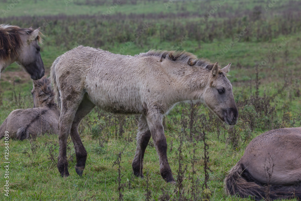 Koniks im Naturschutzgebiet Geltinger Birk, Wildpferde Koniks im Naturschutzgebiet Geltinger Birk, Wildpferde