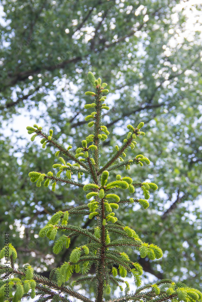 Fototapeta premium young branches of living trees. Selective focus