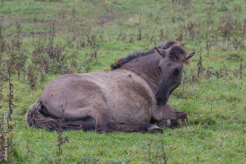Koniks im Naturschutzgebiet Geltinger Birk, Wildpferde