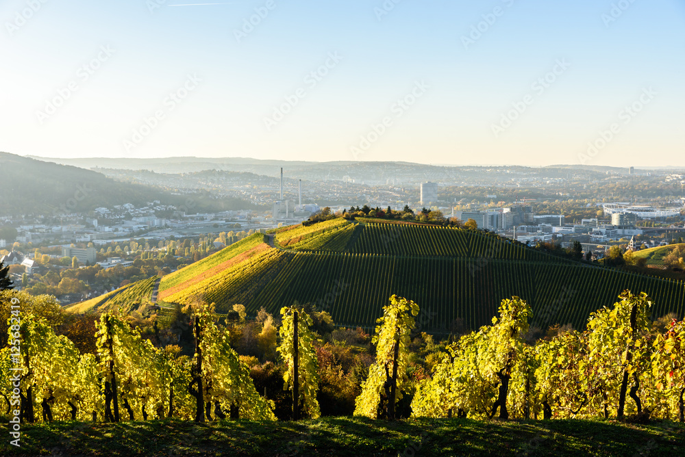 Fototapeta premium Vineyards at Stuttgart - beautiful wine region in the south of Germany