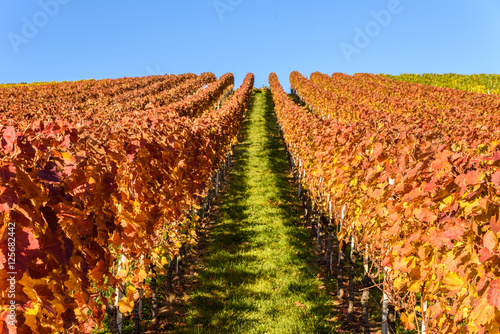 Vineyards - beautiful landscape of wine region