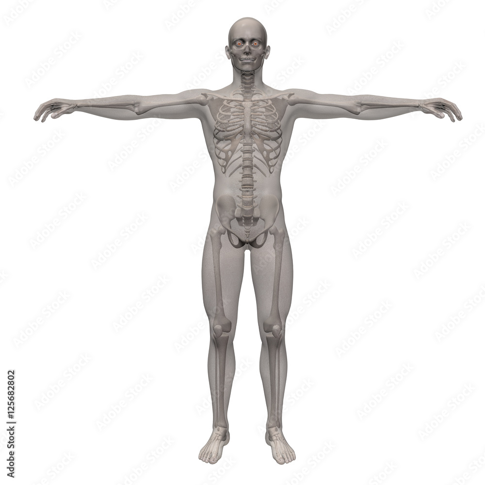 3d render of a human skeleton inside of transparent body envelope isolated on white background
