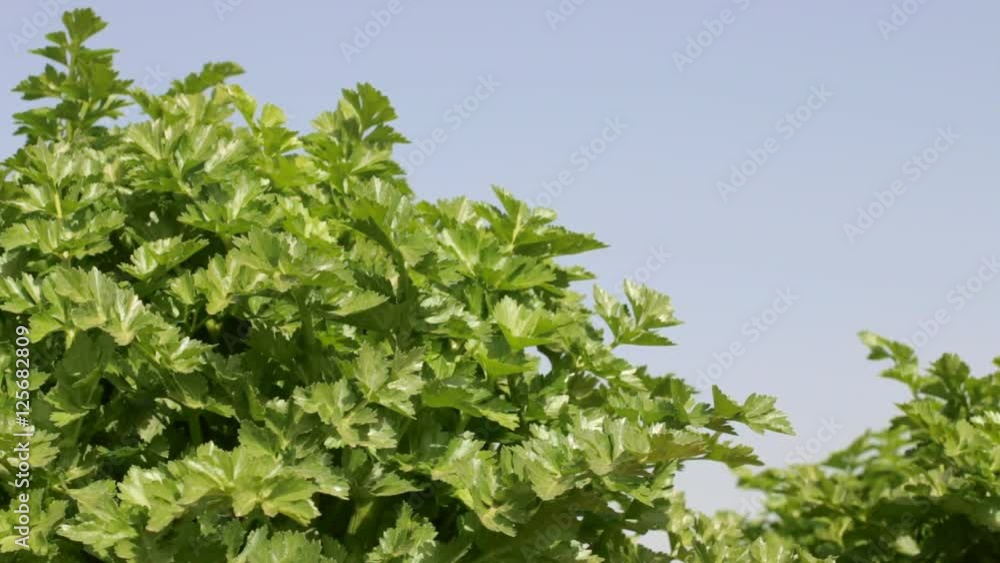 Celery growing under the summer sun on the field of a horticultural company Celery growing under the summer sun on the field of a horticultural company