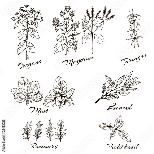 herbs marjoram, Basil, oregano, mint, tarragon, rosemary, Laurel. hand drawn