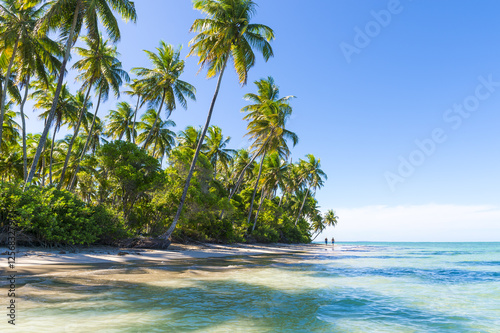 Palm trees cast shadows on wide remote tropical Brazilian island beach in Bahia Nordeste Brazil
