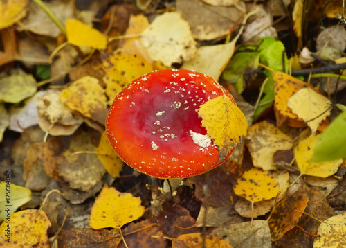 red amanita and golden leaves