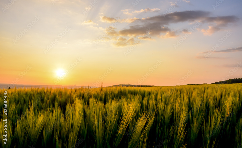 Sunset over wheat.