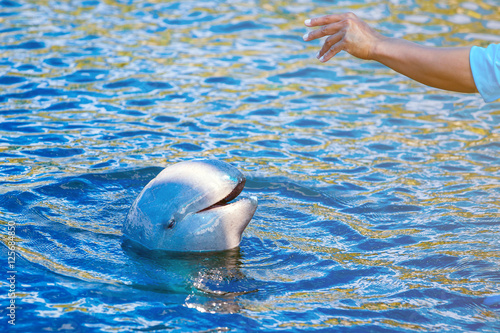 The sad sight of dolphins follow the commands hand signals.