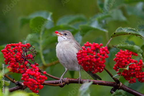 the grey Warbler bird eats the ripe red berries of elderberry in the summer garden