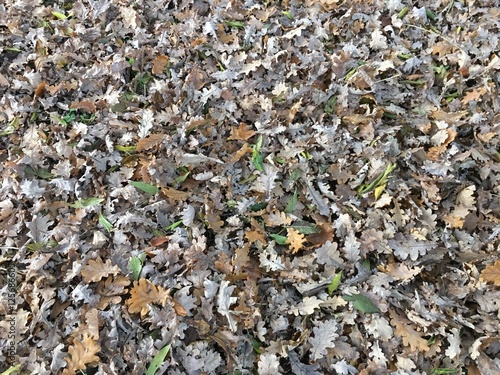 Autunno