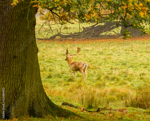 Young red deer stags during the rutting season at Tatton Park  Knutsford  Cheshire  UK