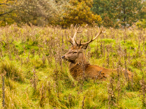 Fototapeta Naklejka Na Ścianę i Meble -  Red deer stag withg large antlers during the rutting season at Tatton Park, Knutsford, Cheshire, UK
