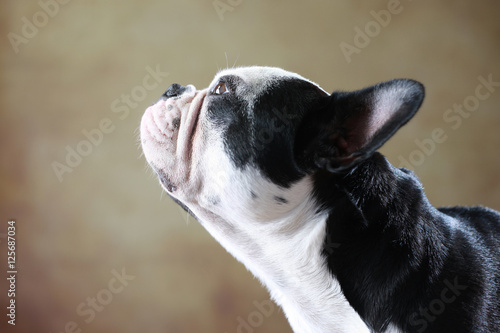 Französische Bulldogge im Studio