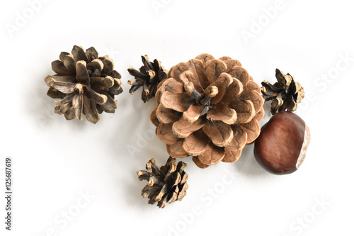 Pine cones and a chestnut