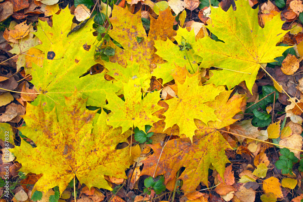 Yellow autumn leaves Yellow autumn leaves