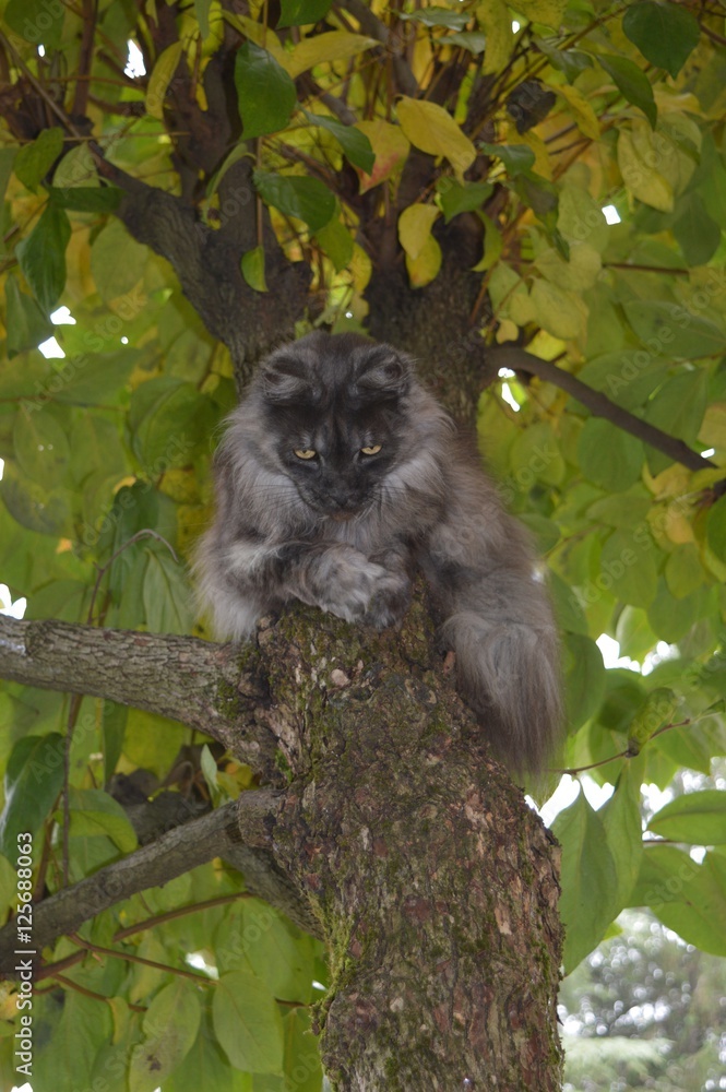 Fototapeta premium Black Smoke Maine coon cat
