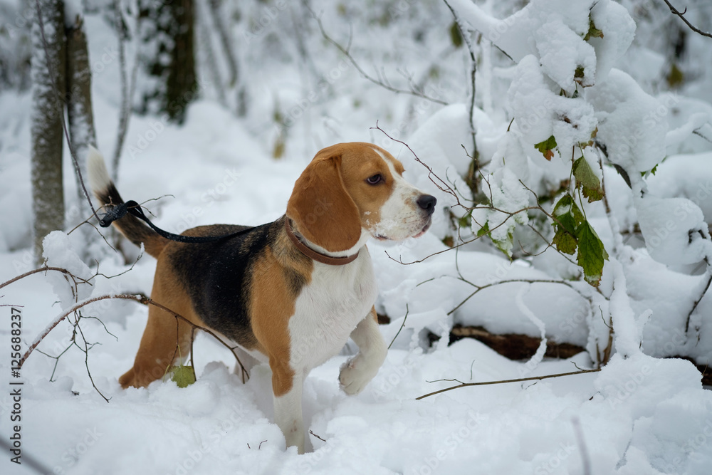 Собака породы бигль на прогулке в заснеженном зимнем лесу