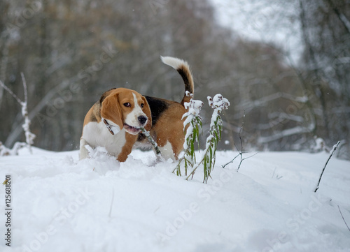 Собака породы бигль на прогулке в заснеженном зимнем лесу