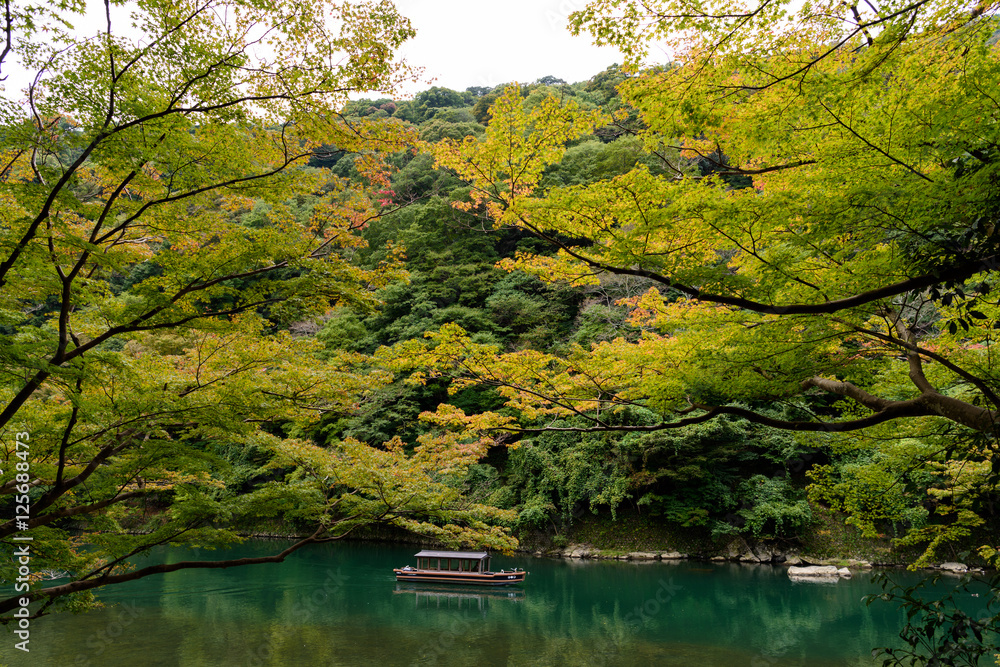 Fototapeta premium 秋の桂川 色づき始め紅葉