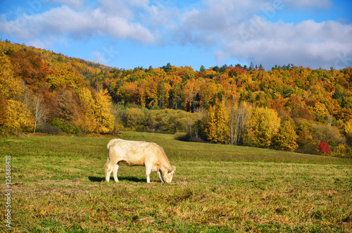 Alone cow grassing on autumn meadow with beautiful colorful trees in background. Lonely animal free in nature. Scenery with warm morning sunrise light