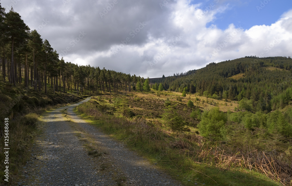 Road leading through the Irish forest, Wicklow Way
