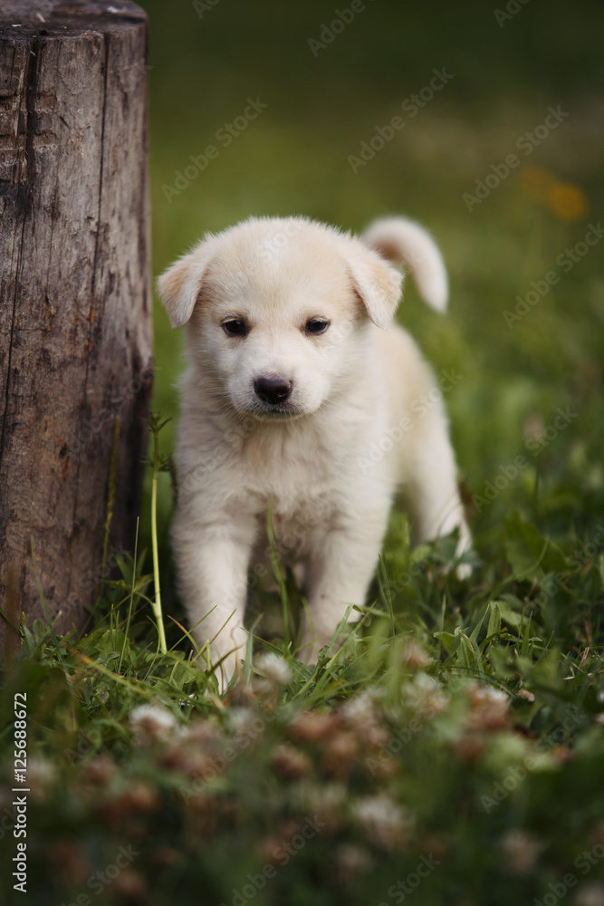 cute beige puppy on outdoor grass