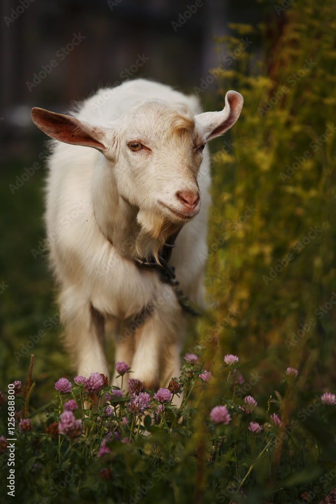 White goat eating grass in outdoor White goat eating grass in outdoor
