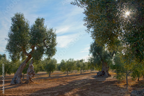 Olivenhain in Apulien