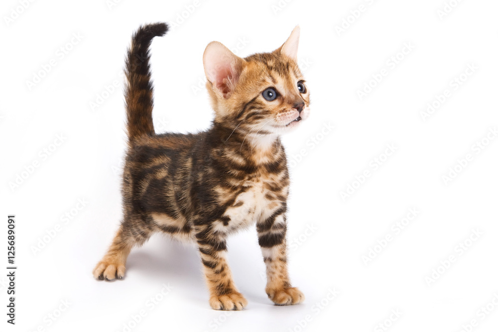 Fototapeta premium Funny Kitten Bengal cat (isolated on white)