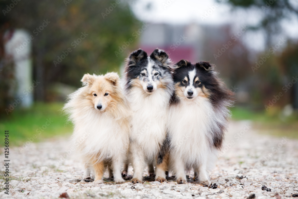 three sheltie dogs posing together outdoors